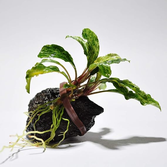 【現地消滅種❣️】ブセファランドラ sekadau 3【TB】斑入り 斑入り)ブセファランドラ sekadau 3【TB】bucephalandra